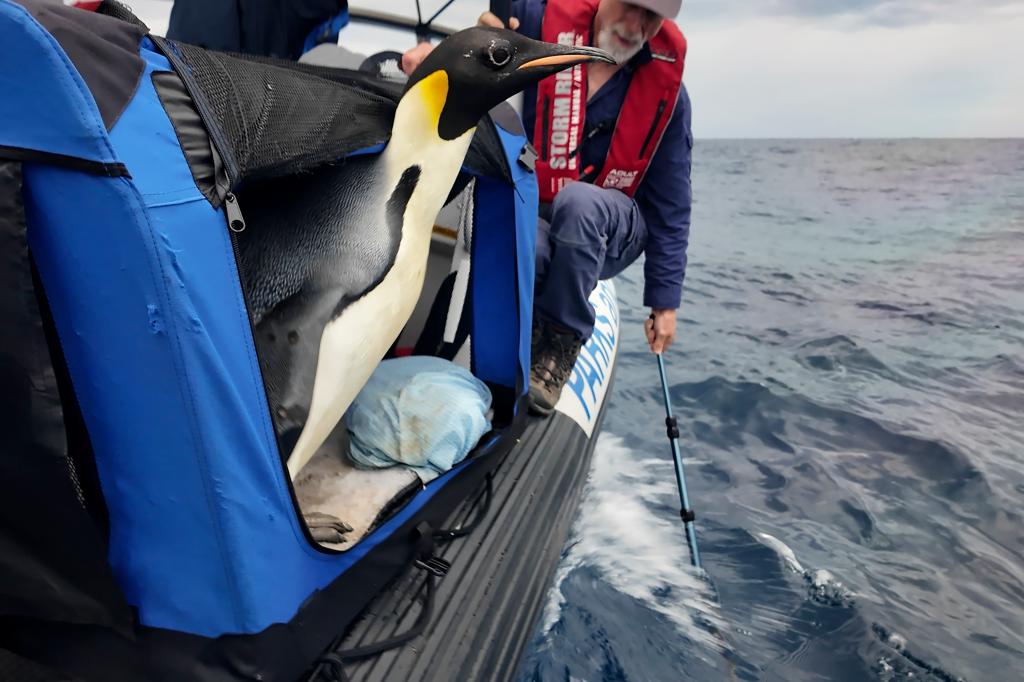 The penguin returns to the sea after a long journey from Antarctica to Australia